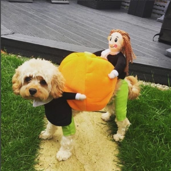 Pet Dog Pumpkin Halloween Costume